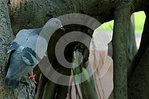 A handsome pigeon, perched precariously on the side of a tree trunk, overlooking a Thai garden park.