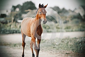 A foal stands near a country road unsaddled and free