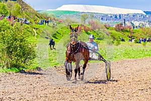 Handsome purebred horse and driver harness racing Bulgaria