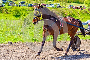 Handsome purebred horse and driver harness racing Bulgaria photo