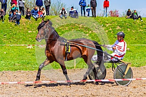 Handsome purebred horse and driver harness racing Bulgaria