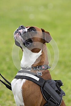 Handsome red boxer sitting