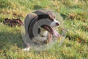 Handsome red and white border collie sheepdog pet lying on grass