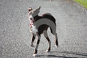 Handsome red and white border collie sheepdog pet standing