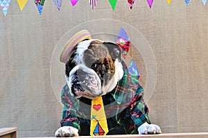 A handsome redneck English Bulldog wearing a straw hat and green striped shirt on the tent bench