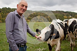 Handsome Senior Farmer Giving Green Grass to His Black and White Cow in the Countryside in France and Looking at the