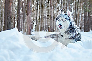 Handsome Siberian Husky dog black and white colour with blue eyes lying in snow in winter forest. Copy space.