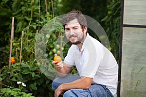 Handsome smiling man in the greenhouse with tomato plants