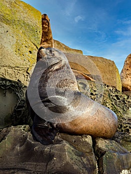 Handsome Steller Sea Lion