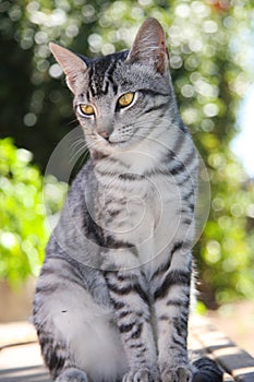 Handsome Tabby Kitten