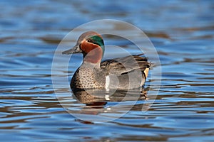 Handsome Teal photo
