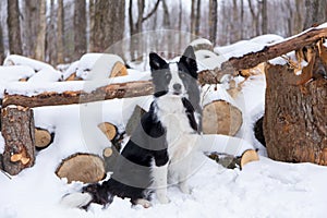 Handsome unleashed border collie dog sitting in snow with alert expression next to wooded area