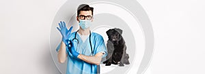 Handsome vet doctor in veterinarian clinic put on gloves and medical mask, examining cute little dog pug, white