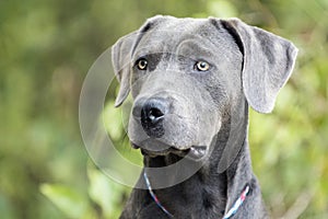 Handsome Weimaraner mix breed dog profile portrait