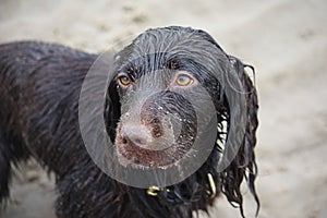 A Handsome wet working type cocker spaniel puppy dog