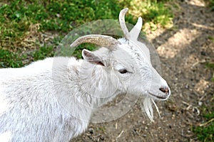 Handsome White Goat