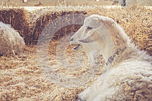 Handsome white goat with luxurious fur relaxes among bales of hay at the country fair