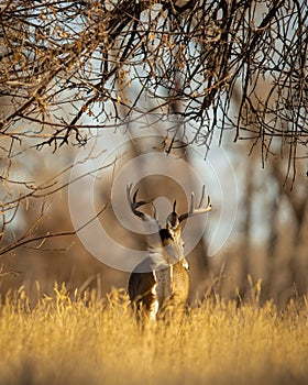 Handsome Whitetail Deer Buck raises his tail to signal dangeunting season