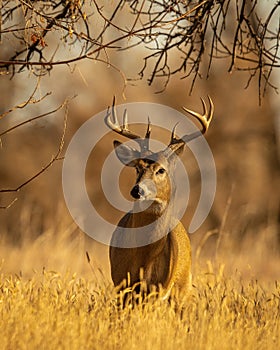 Handsome Whitetail Deer Buck is shown standing in wooded terrain