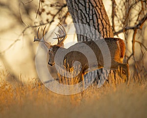 Handsome Whitetail Deer Buck walks through woodlot during fall hunting season