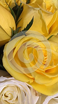 Handsome yellow rose bouquet