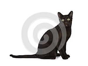 Handsome young adult Havana Brown cat, Isolated on a white background.