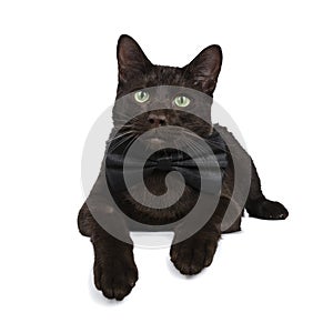 Handsome young adult Havana Brown cat, Isolated on a white background.