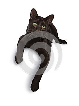 Handsome young adult Havana Brown cat, Isolated on a white background.