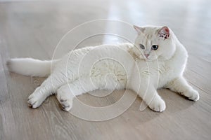 Handsome young cat posing sitting and look straight back, silver British Shorthair cat with big beautiful blue eyes, Contest grade