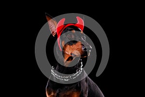 Handsome young doberman portrait with red horns on his head against a black wall background. Close up.