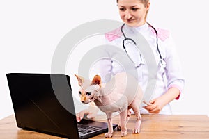 Handsome young female veterinarian with stethoscope work at computer in vet clinic. Laptop on table near sphynx cat