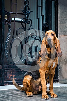 Beautiful young Bloodhound dog photo