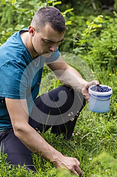 Handsome young man picking blueberries in the forest.