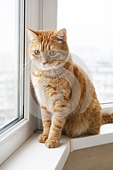 A handsome young red cat sits on windowsill and looks in the window in astonishment