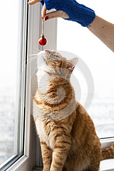 A handsome young red cat sits on windowsill, sniffing a Christmas red ball, which he holds in his hand in a blue glove