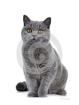 Handsome young solid blue British Shorthair cat isolated on white background