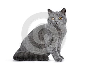 Handsome young solid blue British Shorthair cat isolated on white background