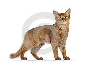 Somali cat on white background