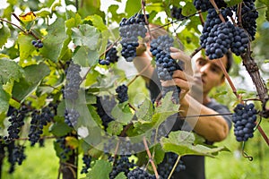 Handsome young vintner harvesting vine grapes