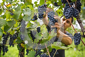 Handsome young vintner harvesting vine grapes in his vineyard