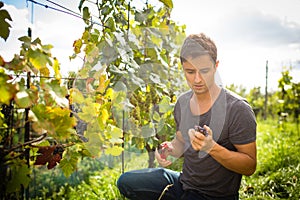 Handsome young vintner harvesting vine grapes in his vineyard