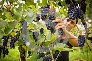 Handsome young vintner harvesting vine grapes in his vineyard