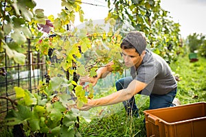 Handsome young vintner harvesting vine grapes in his vineyard