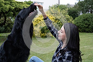 Handsome young woman trains her hovawart dog on the backyard lawn.