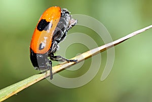 Handstand on sheet,Clytra laeviuscula