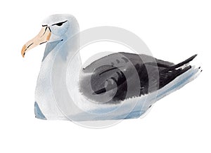 Handwork watercolor illustration of a bird Albatross