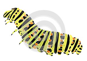 Handwork watercolor illustration of a caterpillar photo