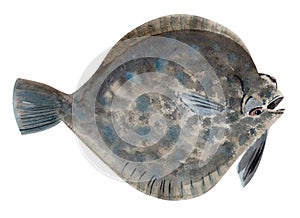 Handwork watercolor illustration of a flounder fish