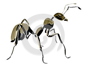Handwork watercolor illustration of an insect ant photo