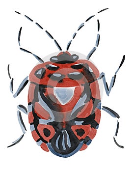 Handwork watercolor illustration of an insect bedbug shield